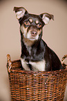 mongrel portrait