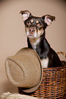 mongrel portrait