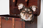 mongrel portrait