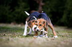 young Beagle-Mongrels