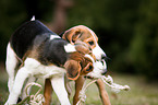 young Beagle-Mongrels