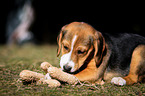 young Beagle-Mongrel