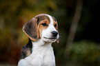 young Beagle-Mongrel