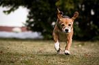 young Beagle-Mongrel