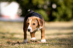 young Beagle-Mongrel