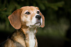 Beagle-Mongrel Portrait