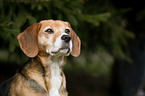 Beagle-Mongrel Portrait