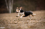 jumping mongrel