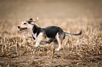 running mongrel