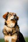 mongrel portrait