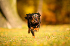 running mongrel