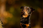 mongrel portrait