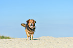 trotting mongrel