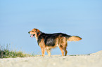 standing mongrel