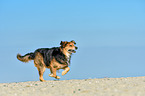 running mongrel