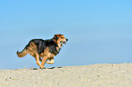 running mongrel