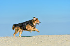 running mongrel