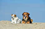 2 dogs
