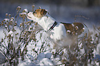 young dog stands in the snow