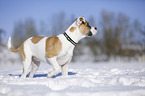 young dog stands in the snow