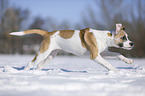 young dog runs through the snow