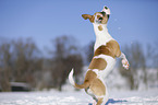 jumping Bulldog-Mongrel