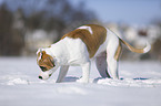 young  dog in the snow