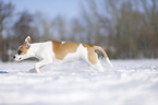 young dog runs through the snow