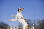 jumping Bulldog-Mongrel