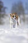 young dog stands in the snow