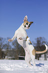 jumping Bulldog-Mongrel