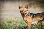 Dog with underbite