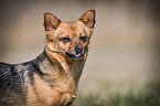 Dog with underbite