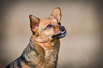 Dog with underbite