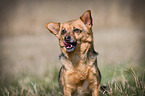 Dog with underbite