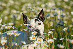 Bullterrier-Mongrel Portrait