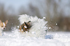 Biewer-Chihuahua in the snow