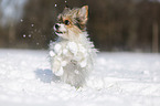 Biewer-Chihuahua in the snow