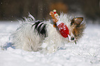 Biewer-Chihuahua in the snow