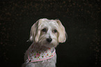 mongrel portrait
