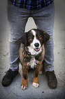 Bernese Mountain Dog Mongrel