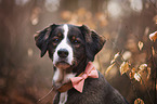 Bernese Mountain Dog Mongrel