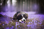 Bernese Mountain Dog Mongrel