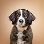 Bernese Mountain Dog Mongrel