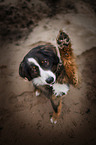 Bernese Mountain Dog Mongrel