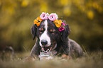 Bernese Mountain Dog Mongrel