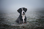 Bernese Mountain Dog Mongrel