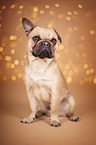 sitting Pug-Mongrel