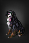 Bernese Mountain Dog Mongrel