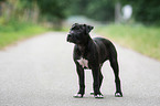 American-Staffordshire-Terrier-Mongrel